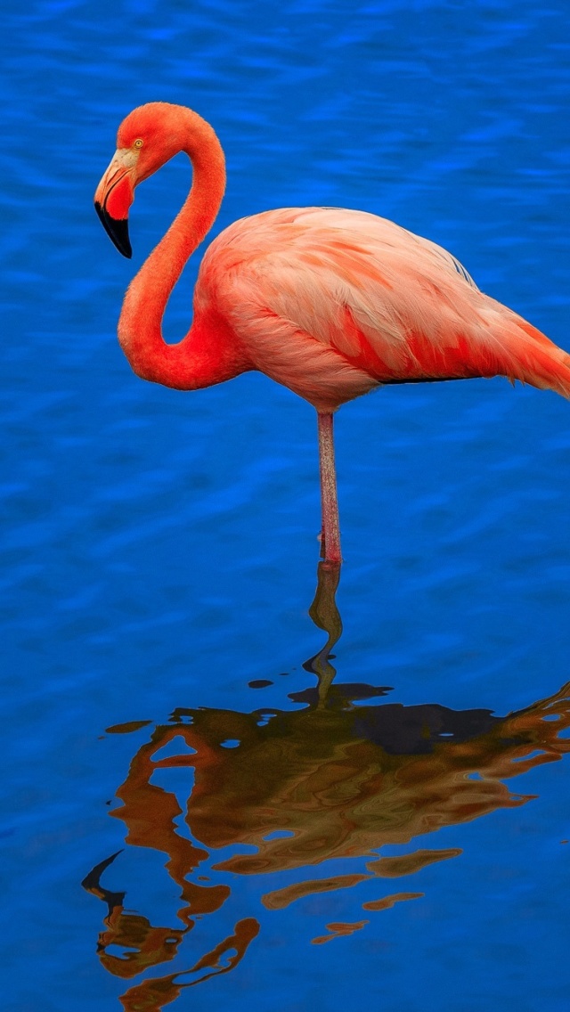 Обои Flamingo Arusha National Park 640x1136