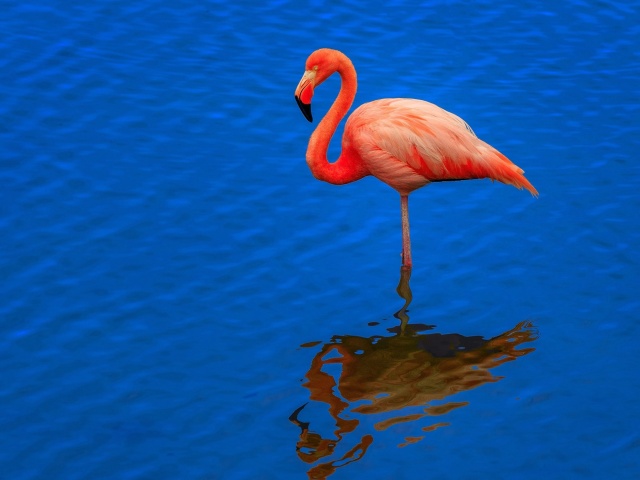 Обои Flamingo Arusha National Park 640x480