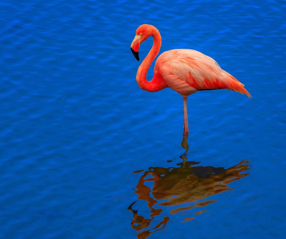 Обои Flamingo Arusha National Park 960x800