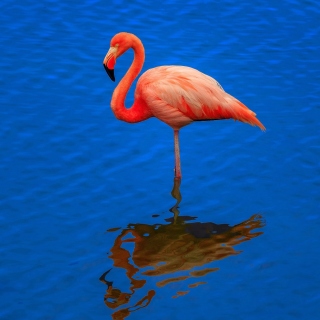 Kostenloses Flamingo Arusha National Park Wallpaper für iPad mini