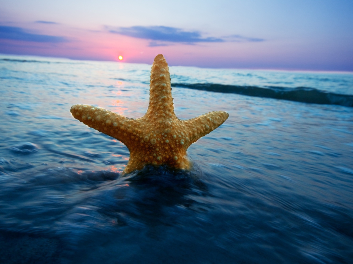Fondo de pantalla Sea Star At Sunset 1152x864