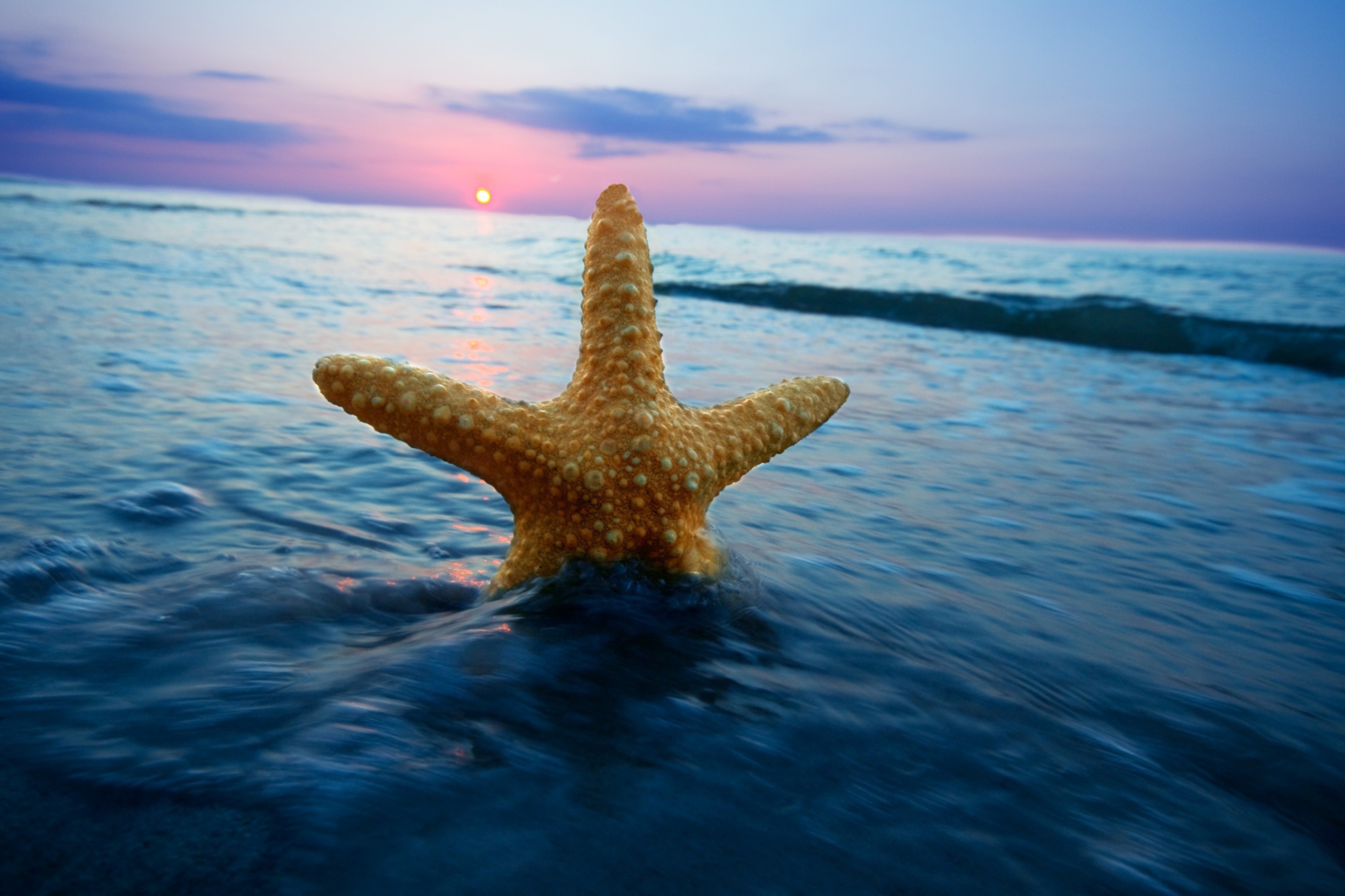 Screenshot №1 pro téma Sea Star At Sunset 2880x1920
