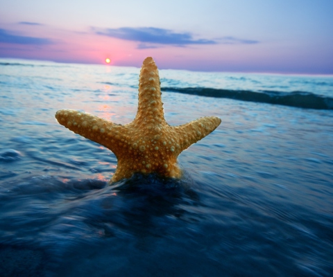 Sfondi Sea Star At Sunset 480x400