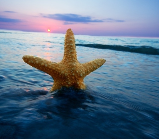 Kostenloses Sea Star At Sunset Wallpaper für 128x128