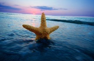 Sea Star At Sunset Background for Android, iPhone and iPad