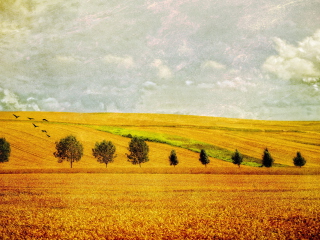 Das Field Wallpaper 320x240