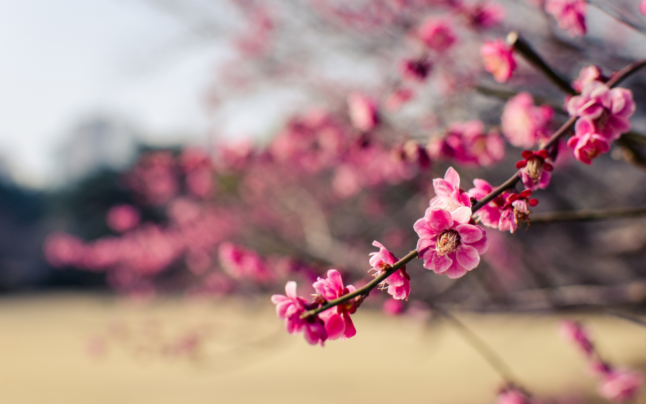 Screenshot №1 pro téma Plum Tree Blossom 1280x800