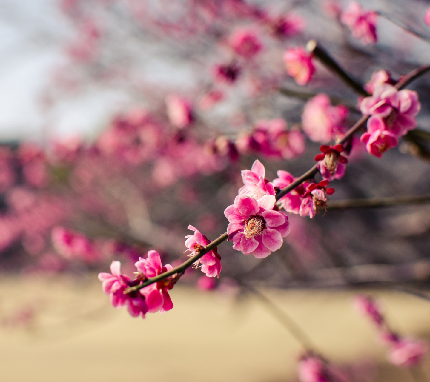 Plum Tree Blossom screenshot #1 1440x1280