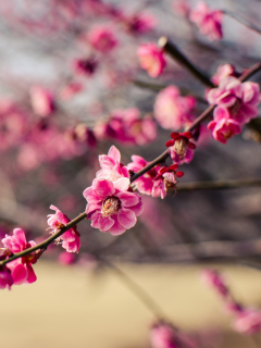 Обои Plum Tree Blossom 240x320