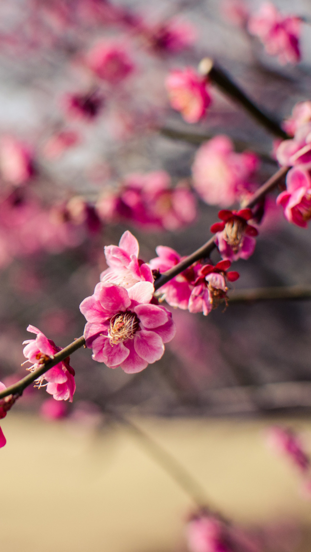 Plum Tree Blossom wallpaper 640x1136