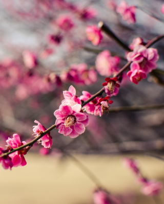 Plum Tree Blossom - Obrázkek zdarma pro Nokia X7