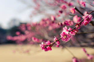 Plum Tree Blossom - Fondos de pantalla gratis para HTC Desire HD