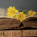 Sfondi Old Book And Yellow Daisies 128x128