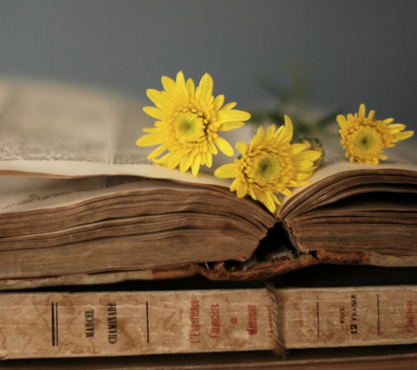 Обои Old Book And Yellow Daisies 1440x1280