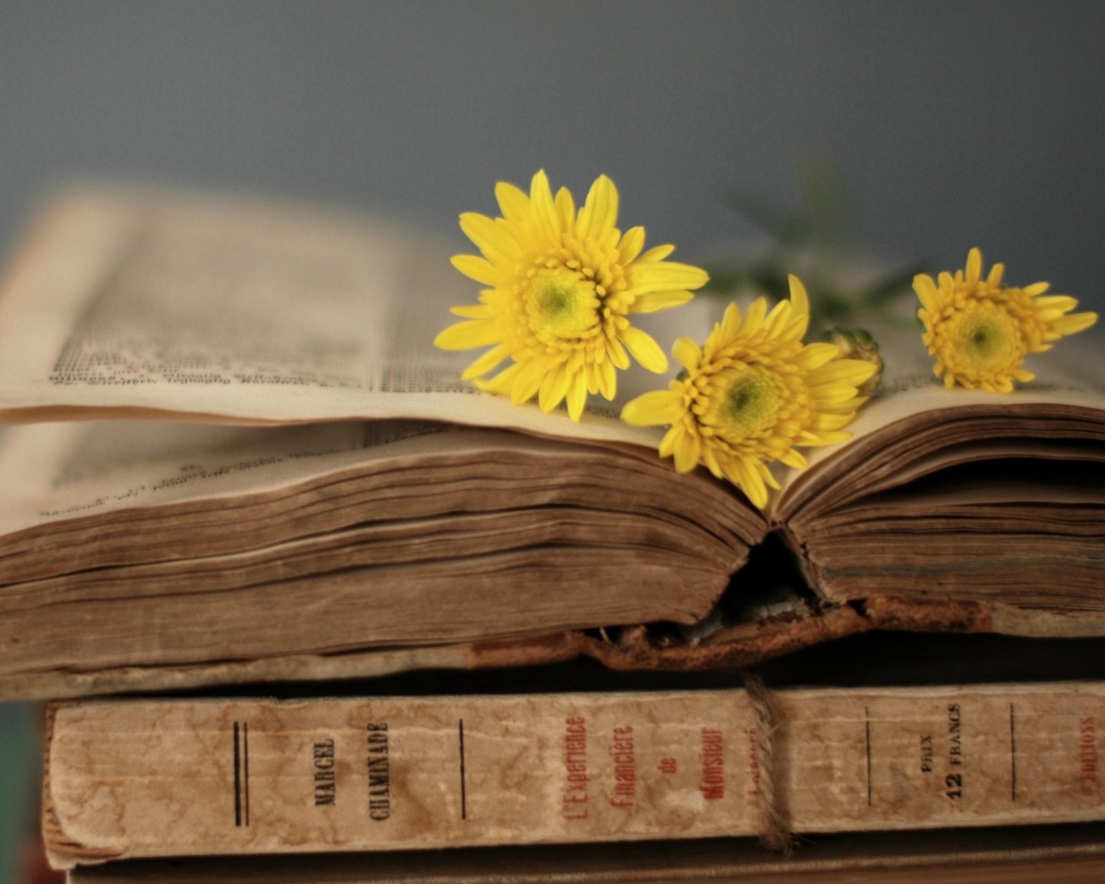 Old Book And Yellow Daisies wallpaper 1600x1280