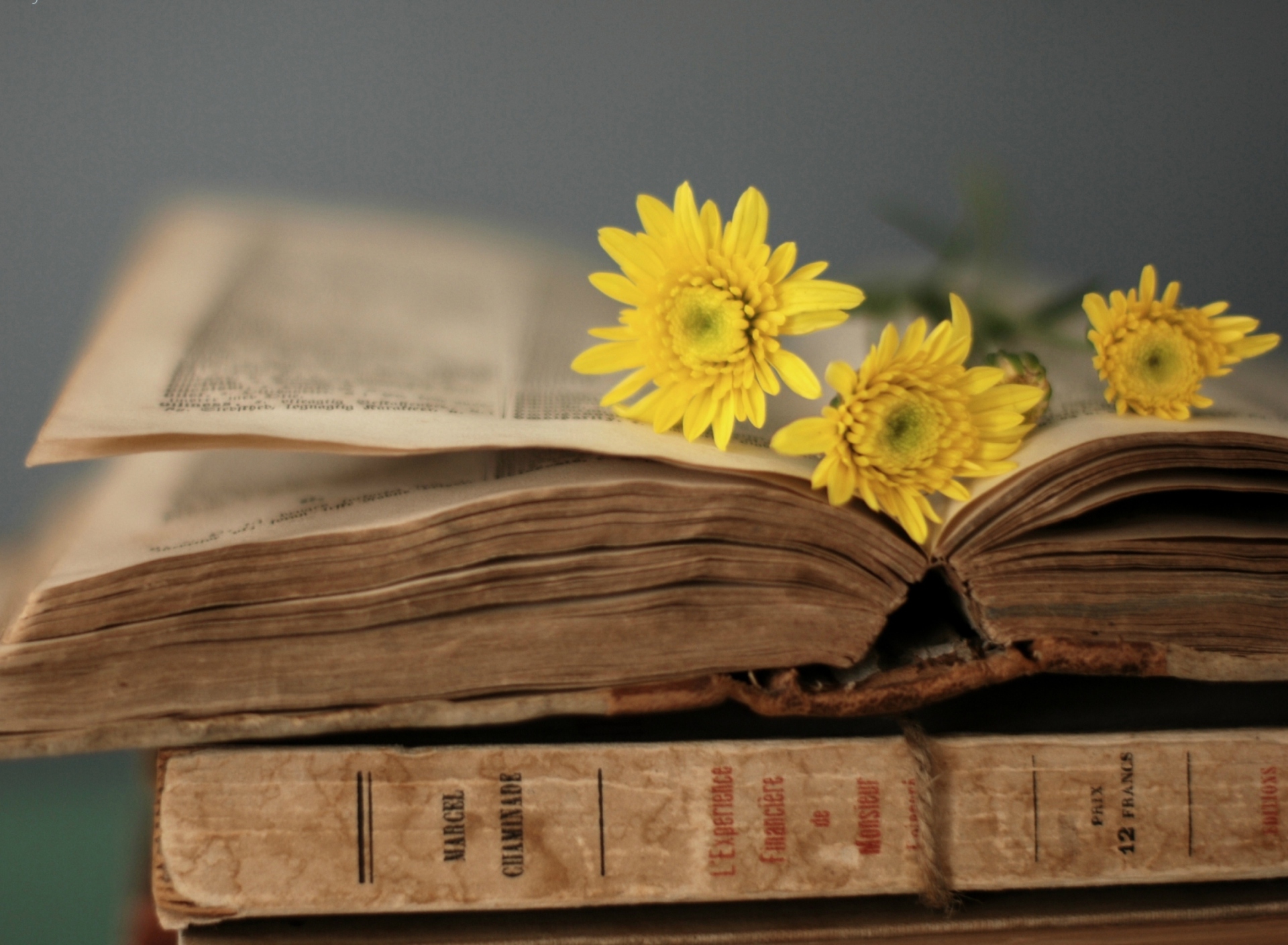 Old Book And Yellow Daisies screenshot #1 1920x1408