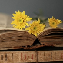 Das Old Book And Yellow Daisies Wallpaper 208x208