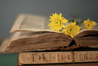 Old Book And Yellow Daisies - Obrázkek zdarma pro 1920x1200