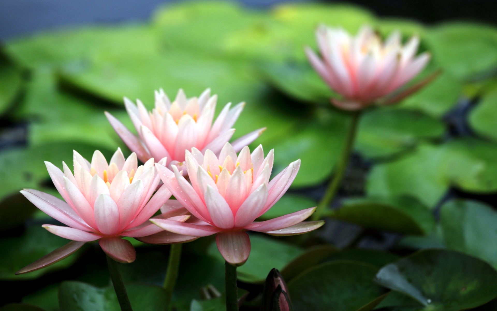 Das Pink Water Lilies Wallpaper 1920x1200