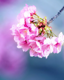 Screenshot №1 pro téma Cherry Blossom 128x160