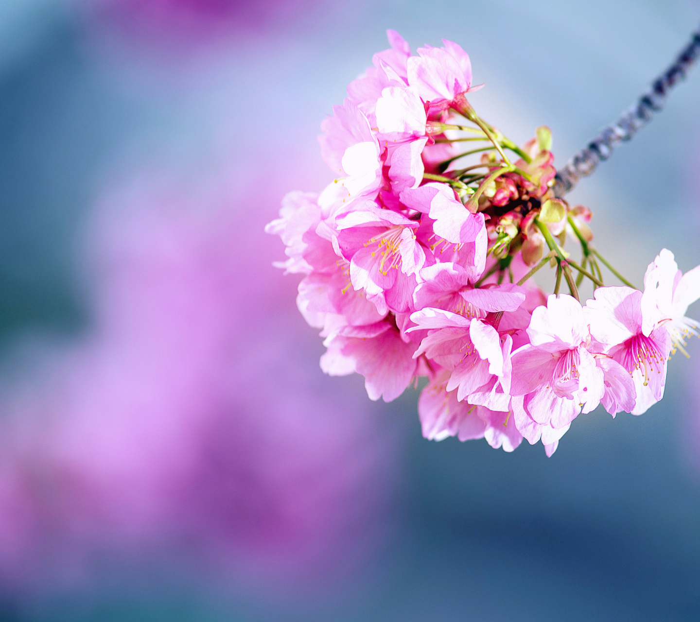 Обои Cherry Blossom 1440x1280