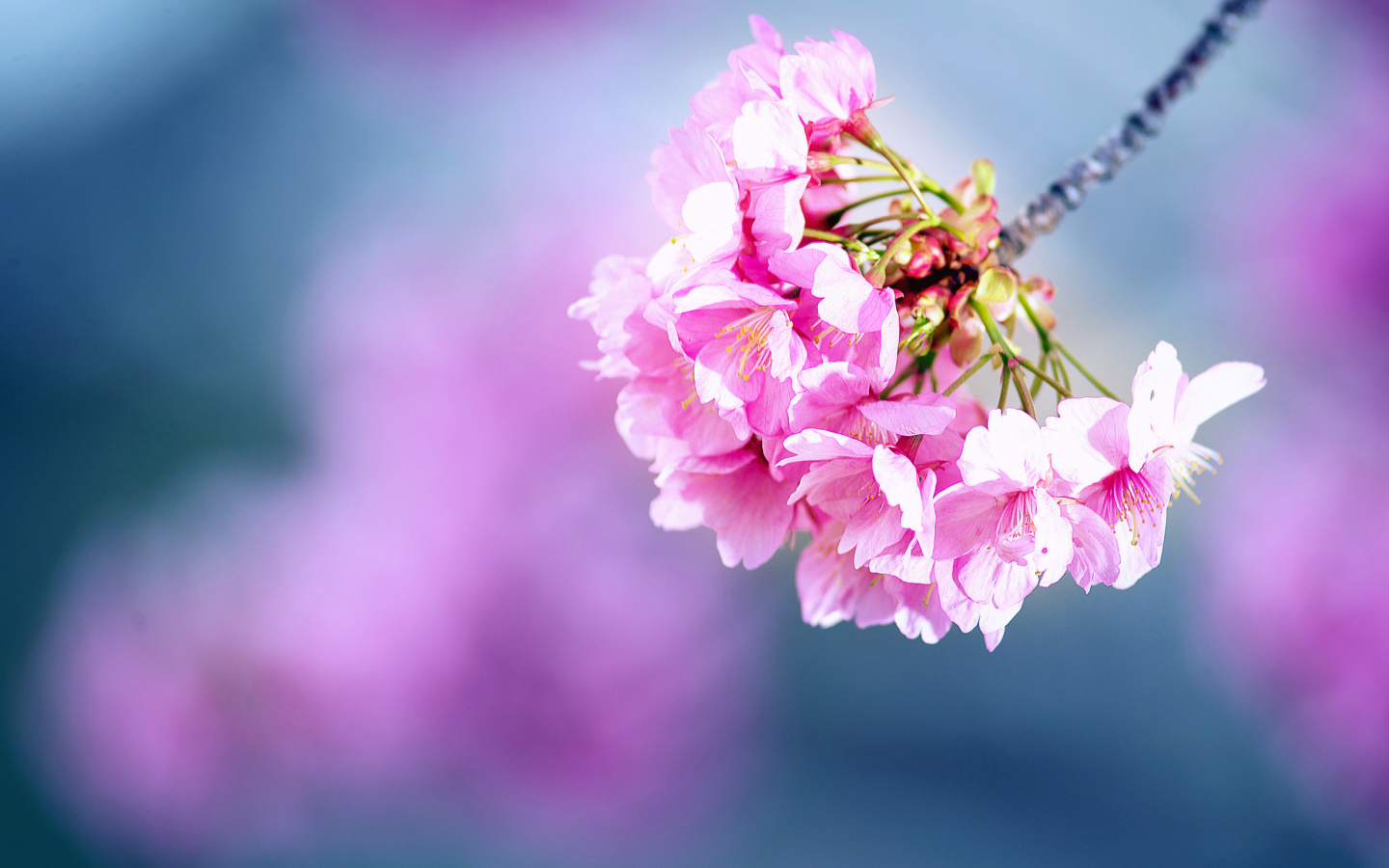 Screenshot №1 pro téma Cherry Blossom 1440x900