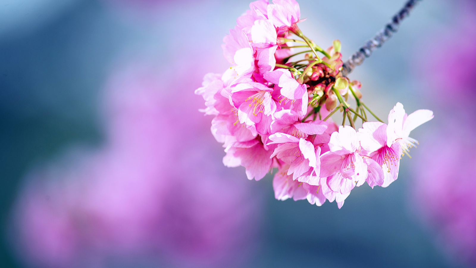 Screenshot №1 pro téma Cherry Blossom 1600x900