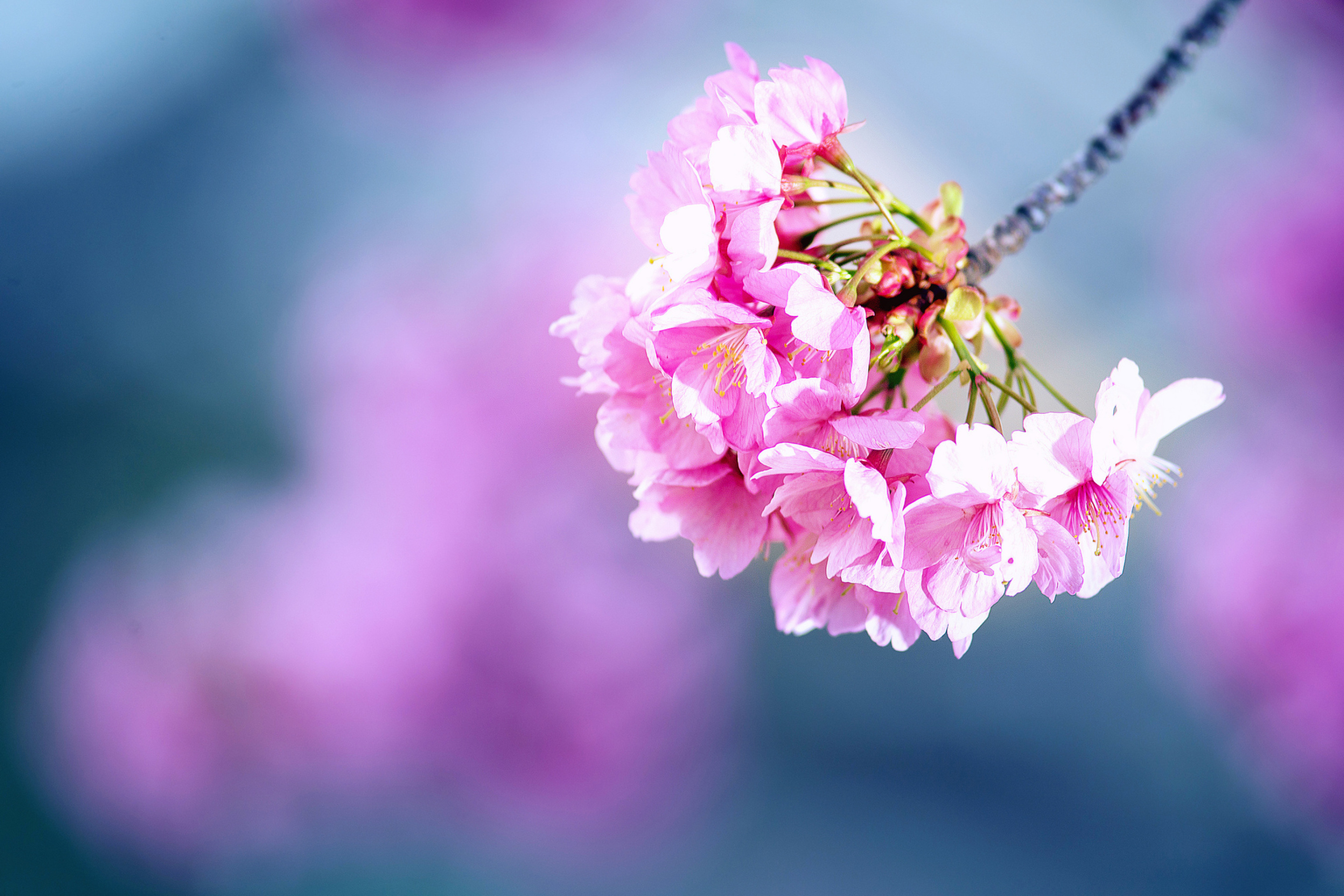 Sfondi Cherry Blossom 2880x1920