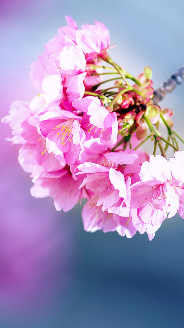 Fondo de pantalla Cherry Blossom 640x1136