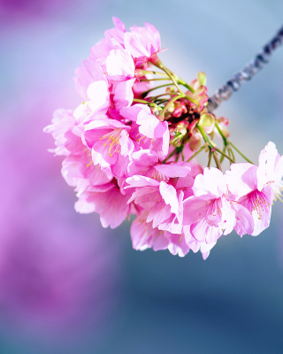 Cherry Blossom - Obrázkek zdarma pro 320x480