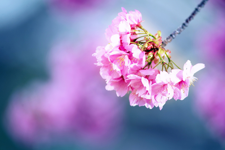 Fondo de pantalla Cherry Blossom
