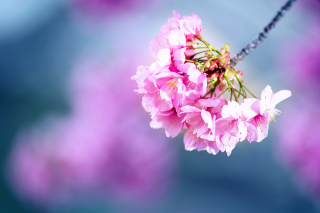 Kostenloses Cherry Blossom Wallpaper für HTC EVO 4G