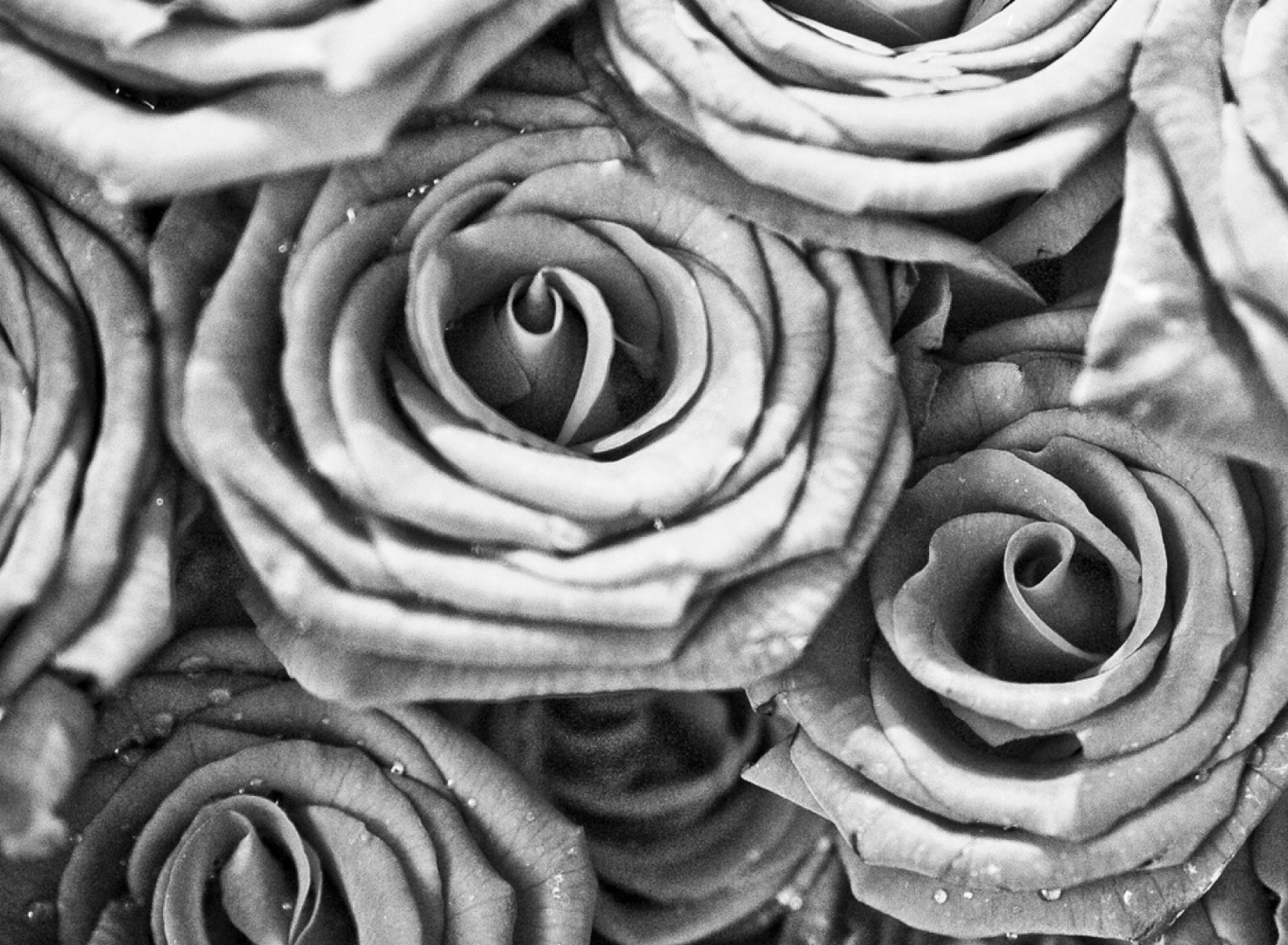 Sfondi Roses 1920x1408