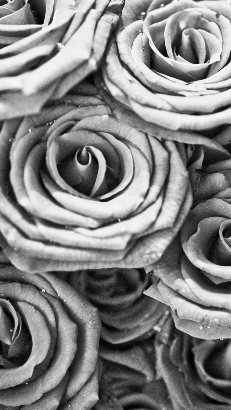 Roses wallpaper 750x1334