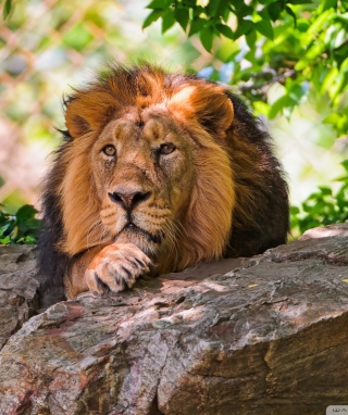 King Of Animals - Obrázkek zdarma pro iPhone 5S