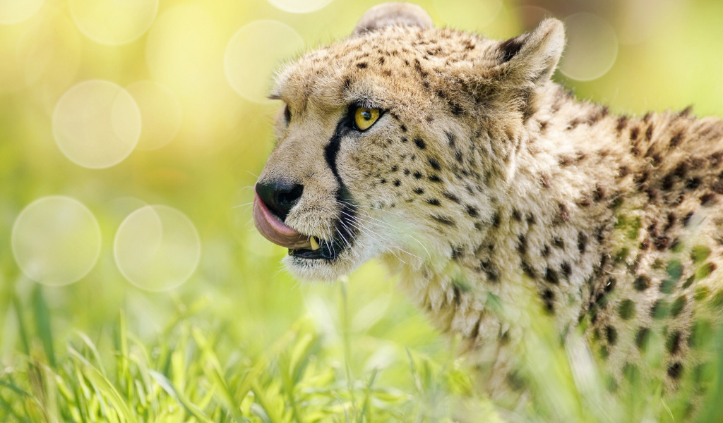 Cheetah Feline in Lewa Downs National Park wallpaper 1024x600