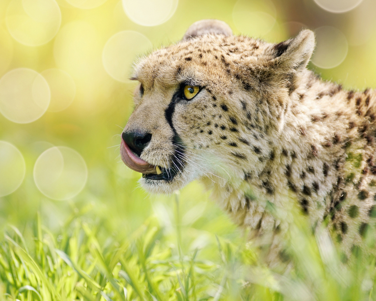 Sfondi Cheetah Feline in Lewa Downs National Park 1280x1024