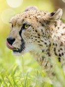 Cheetah Feline in Lewa Downs National Park wallpaper 132x176