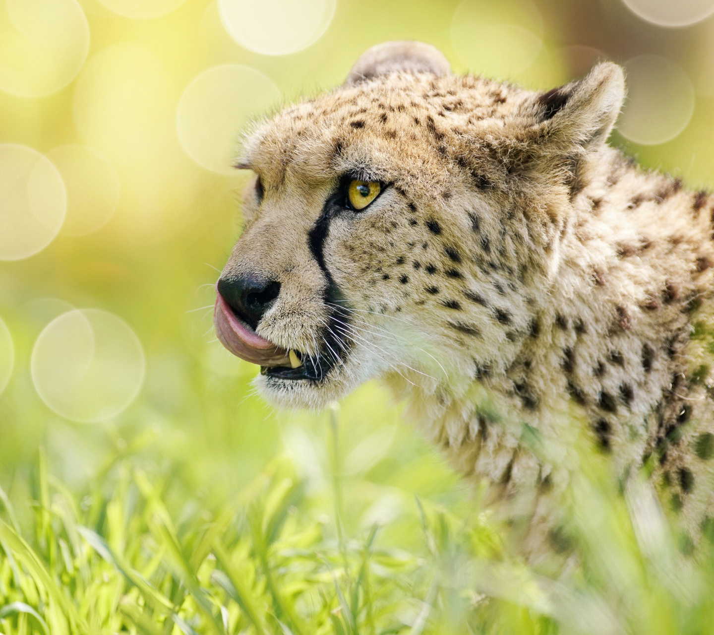 Обои Cheetah Feline in Lewa Downs National Park 1440x1280