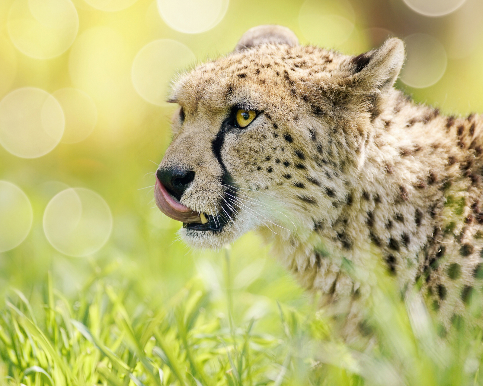 Cheetah Feline in Lewa Downs National Park wallpaper 1600x1280