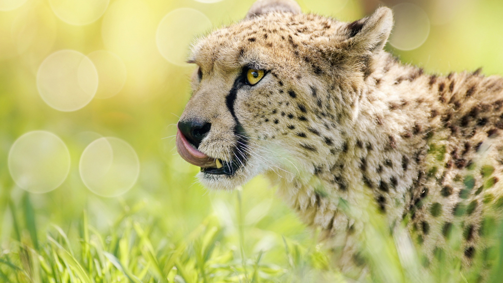 Cheetah Feline in Lewa Downs National Park screenshot #1 1600x900