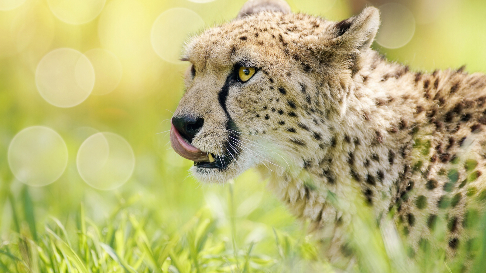 Cheetah Feline in Lewa Downs National Park wallpaper 1600x900