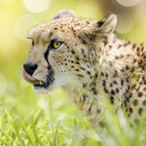 Sfondi Cheetah Feline in Lewa Downs National Park 208x208