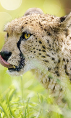 Das Cheetah Feline in Lewa Downs National Park Wallpaper 240x400