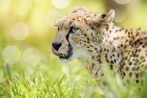 Обои Cheetah Feline in Lewa Downs National Park 480x320