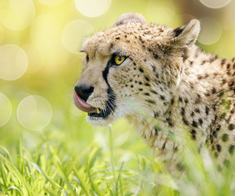Screenshot №1 pro téma Cheetah Feline in Lewa Downs National Park 480x400
