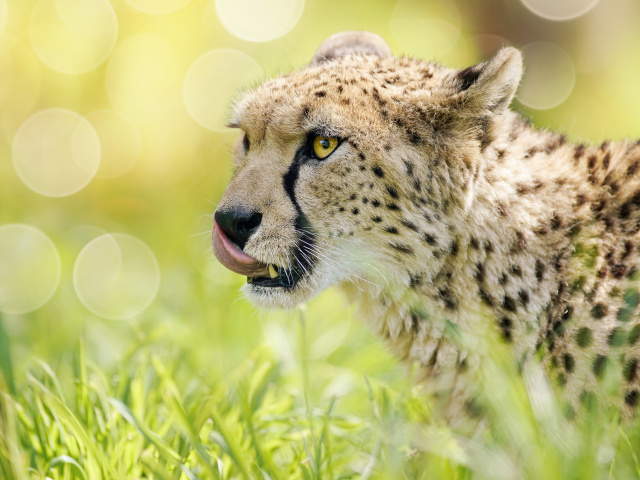 Das Cheetah Feline in Lewa Downs National Park Wallpaper 640x480
