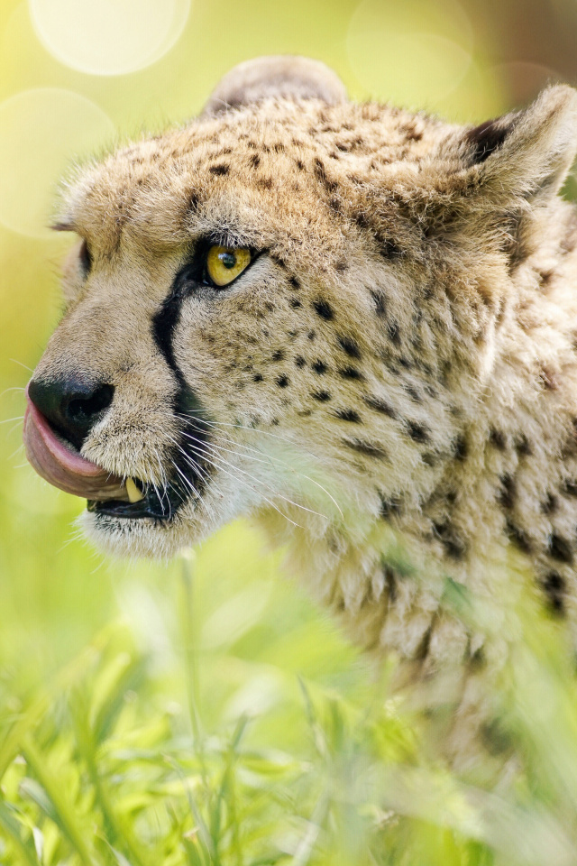 Das Cheetah Feline in Lewa Downs National Park Wallpaper 640x960