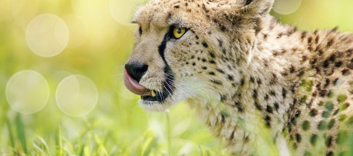 Fondo de pantalla Cheetah Feline in Lewa Downs National Park 720x320