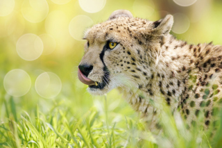 Cheetah Feline in Lewa Downs National Park Wallpaper for Android, iPhone and iPad